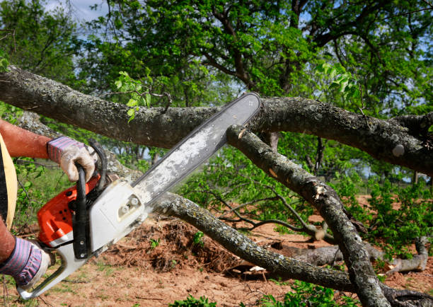 Best Storm Damage Tree Cleanup  in Eglin Af, FL